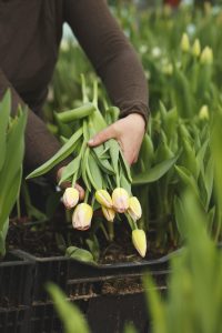 Sara skördar en knippe tulpaner