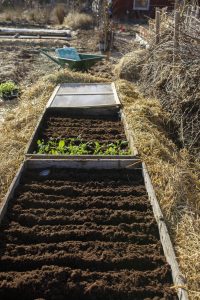 Plantera i varmbänk