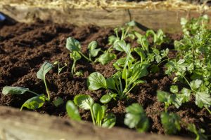 Plantering i varmbänk