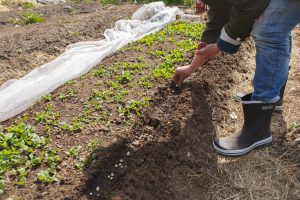 Sara planterar sockerärtor