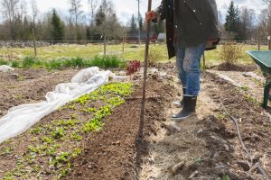 Sara krattar igen fåra