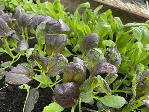 Småplantor av pak choi och spenat på tillväxt.