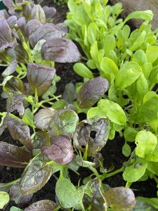 Småplantor av pak choi och spenat på tillväxt.
