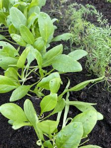 Spenat på tillväxt i en varmbänk.