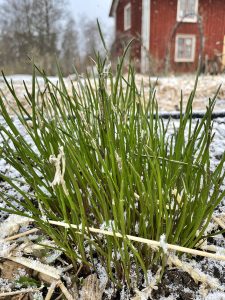 Gräslöken spirar i ett snöigt aprilväder.
