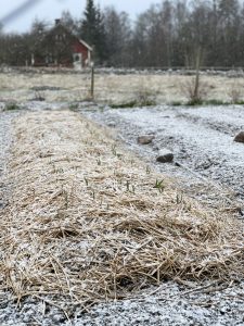 Ett tunt lager snö har landat på marken i en täckodlad köksträdgård i april.