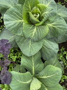 Praktfulla kålplantor.