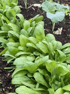 Spenat odlad i rader.