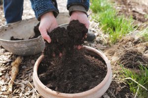 Plantera gräslök i kruka