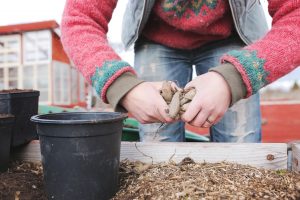 Sara delar på dahliaknöl