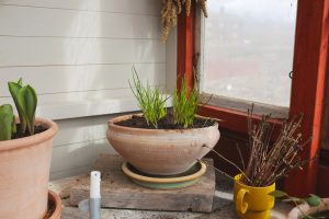 Delad gräslök i kruka