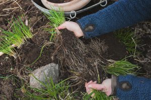 Sara delar gräslök i trädgården