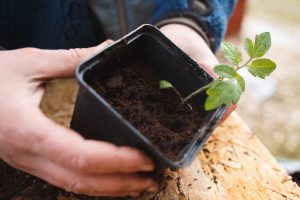 Plantera om tomatplantor