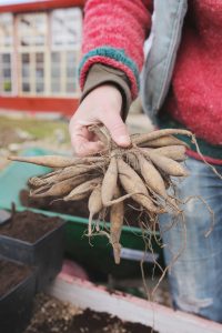 Dahliaknöl för plantering