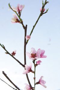 Persikoträd som blommar