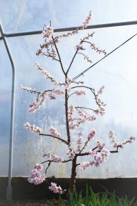 Blommande persikoträd