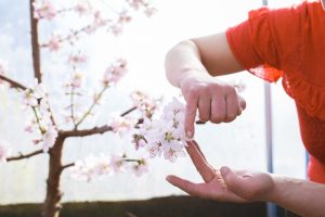 Pollinera persikoträd med fingret