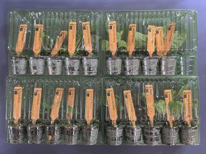 Plantor i en slags plastförpackning.