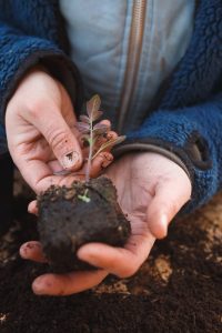 Tomatplantor planterade med soilblockers