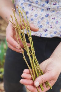 Blåbärskvistar till bukett