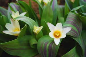 Små tulpaner i tunnelväxthus