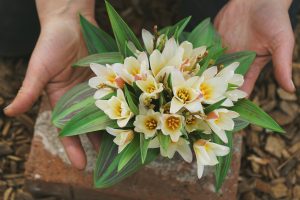 Tulpaner från tunneln