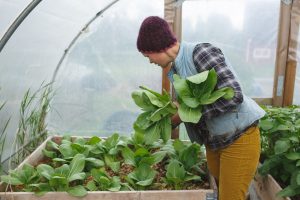 Sara skördar pak choi i pallkrage
