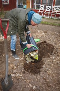 Sara gräver ner bokashi