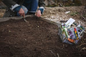 Sådd av grönsaker