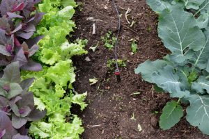 Närbild på grönsaker och jord.