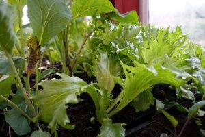 Närbild på grön sallat med flikiga blad.