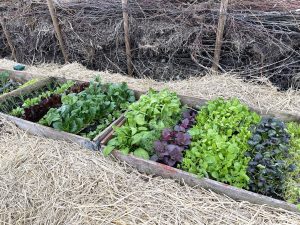 massor av gröna blad i pallkragar inbäddade i halm.