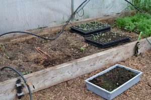 Bädd med jord i tunnelväxthuset.