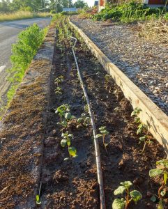 En odlingsyta med en kant av tjockt trä.