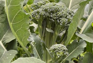 Bild på toppsott av broccoli och gröna frodiga blad.
