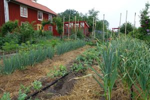 Bild på en köksträdgård och rött hus i bakgrunden.