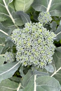 Ett grönt stort skott av broccoli fotograferat ovanifrån.