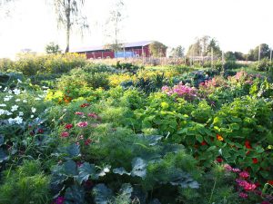 Grönsaker och blomster i Rinkaby gårds köksodling.