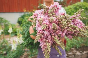 Lavendelfärgade lejongap som snittblommor