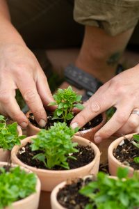 Små basilikaplantor planteras i jordfyllda lerkrukor.