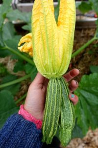 Två squashfrukter med blommorna kvar, i min hand.