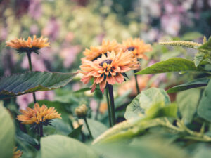 Sommarrudbeckia i praktfull blom.