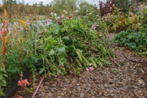 Växtmaterial från trädgården