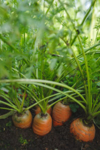 Vintermorötter i landet