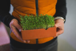 Krasse redo att skördas