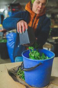 Doppa försiktigt tomatplantan i såpvattnet