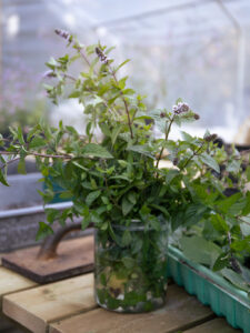 En glasburk full av mynta-sticklingar.