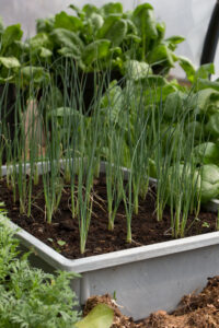 Salladslök på tillväxt i tråg.