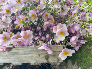 Höstanemoner är en vacker sommarblomma som också kan användas i buketter och arrangemang.