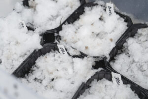 Snö ovanpå fröerna